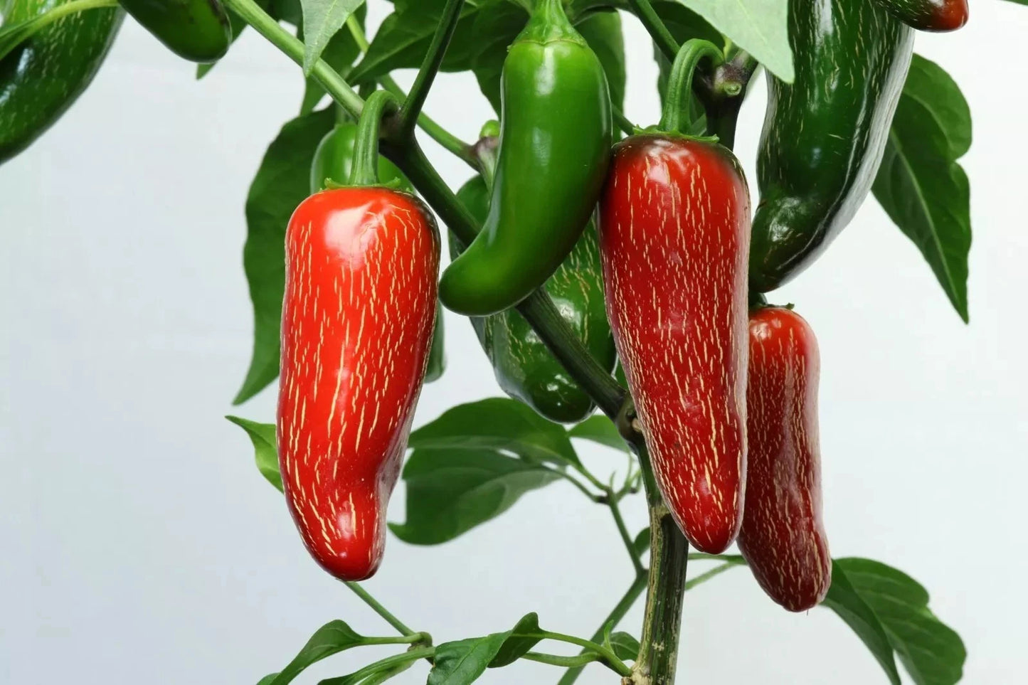 25+ Heirloom Jalapeno Pepper Seeds - Non-GMO, Fresh, Spicy Variety - Capsicum annuum