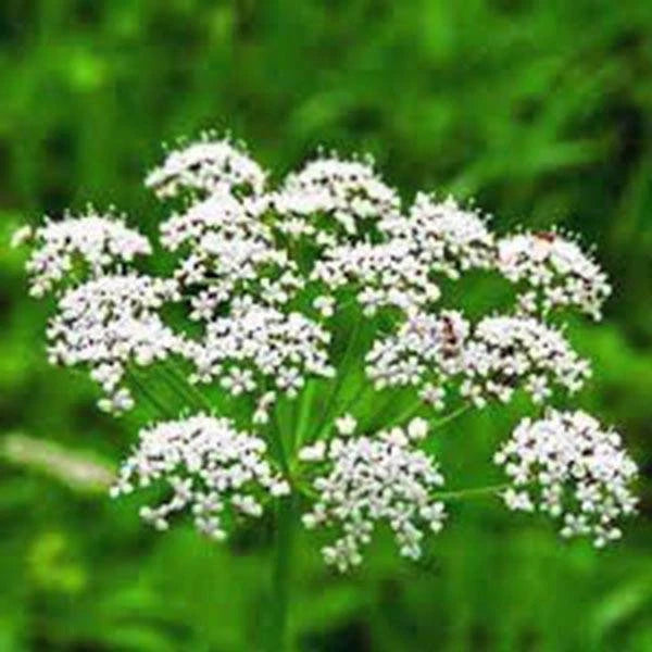 Anise Seeds 100+ Heirloom Seeds Unique Flavor Aromatic Herb Spice Pimpinella anisum