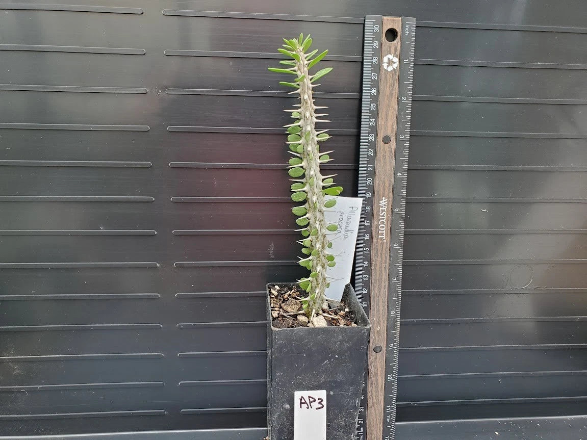 Alluaudia procera Plant - Madagascar Variety - Unique Succulent - Lot AP3