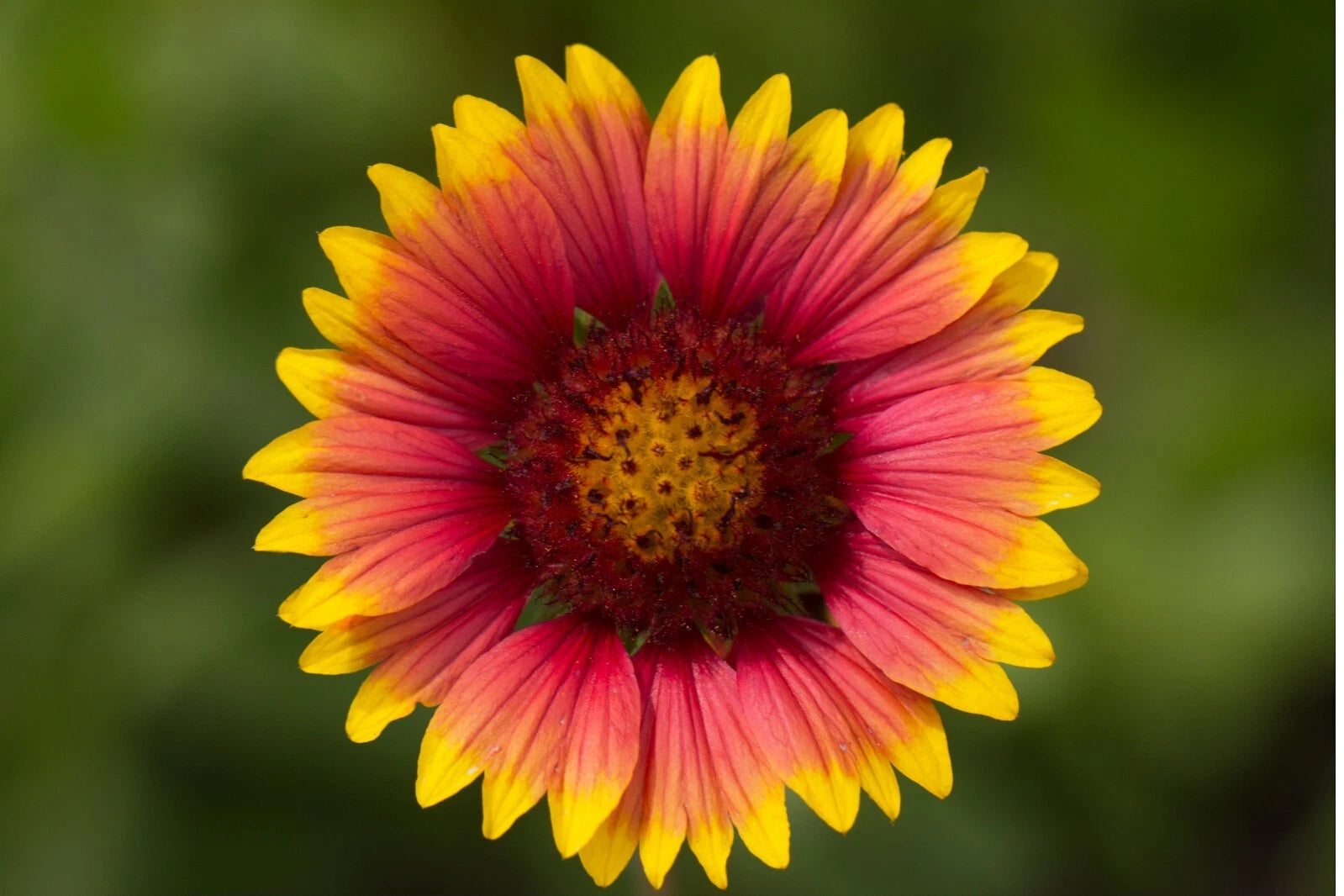 Indian Blanket Flower Seeds - 100+ Perennial Native Wildflower - Gaillardia  pulchella