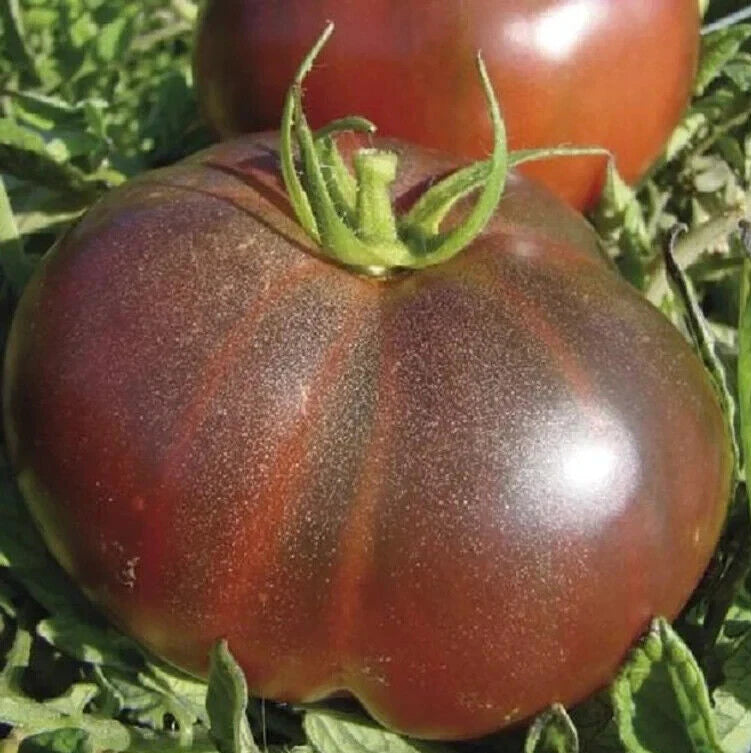 Black Brandywine Tomato Seeds 50+ Indeterminate Heirloom Vegetable Garden - Solanum lycopersicum