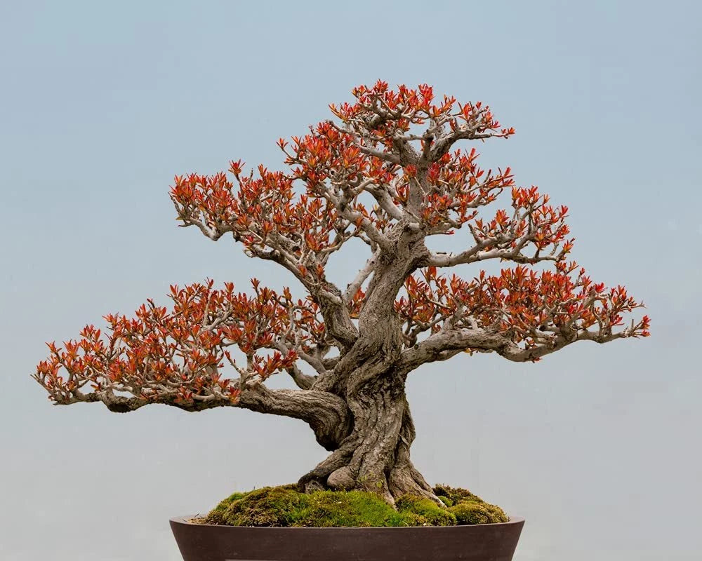 Twisted Pomegranate Bonsai Seeds - 20 Seeds