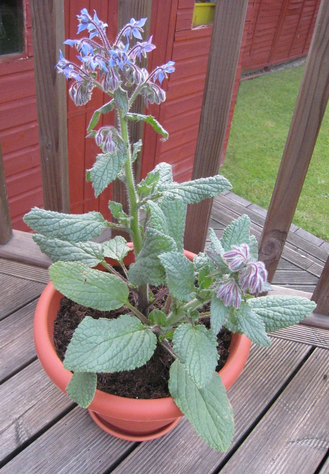 Borage Herb Plant - Exhilarating Herb of Gladness, Healthful Benefits - Borago officinalis