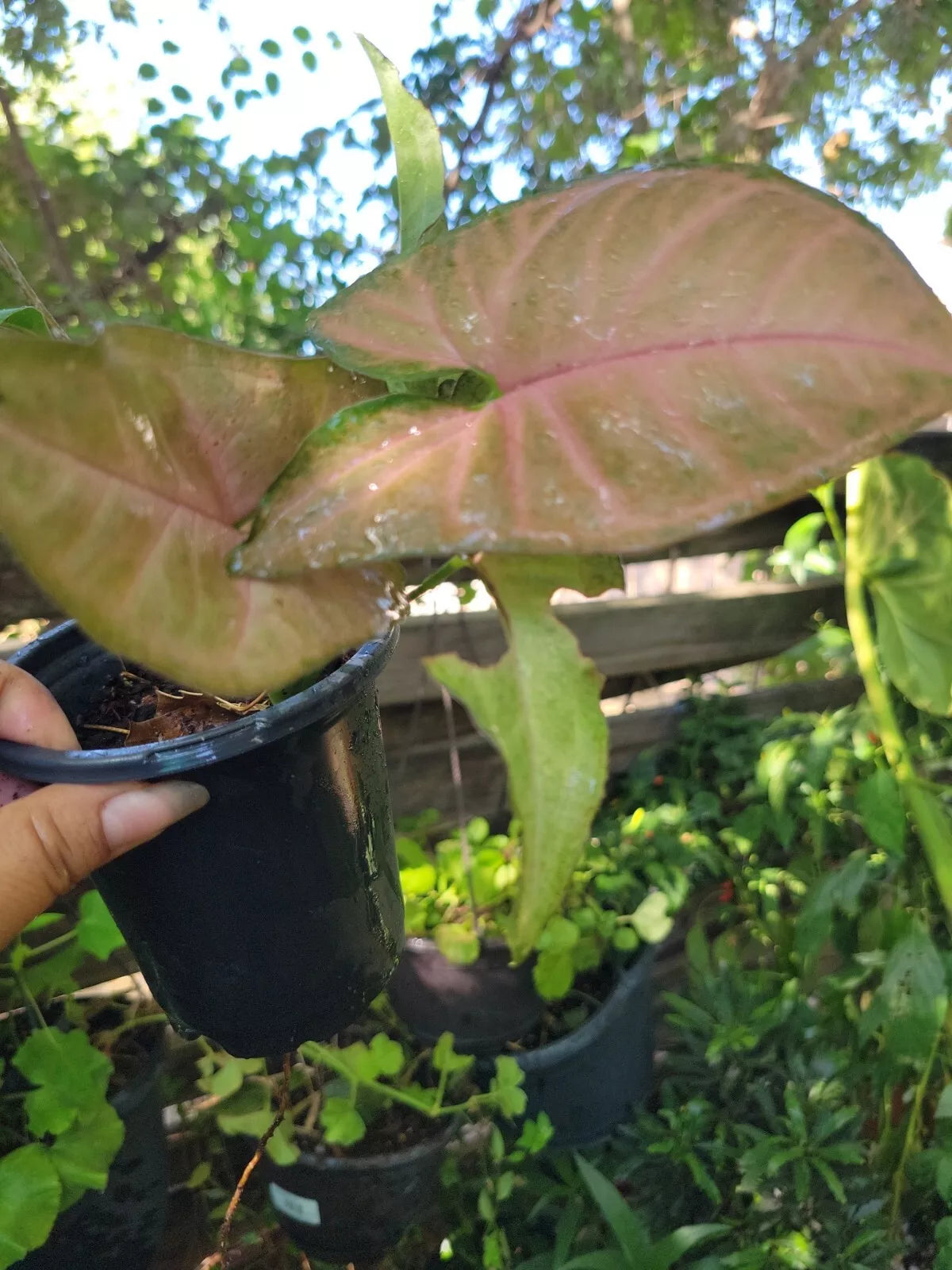 Syngonium Plant Neon Robusta Pink Arrowhead Vine - Syngonium podophyllum - Live Houseplant for Indoor Decor