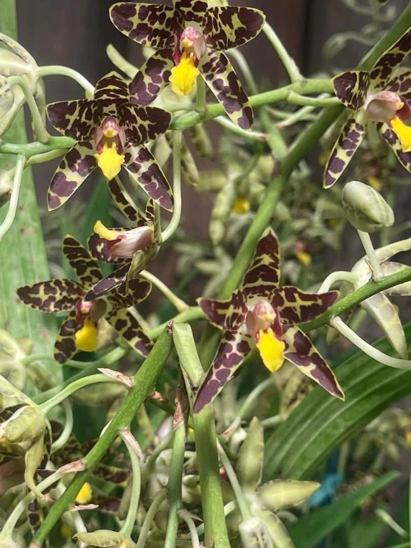 exotic indoor flowering plants Orchid Plant 1 Stem Ansellia Africana Division No Pot