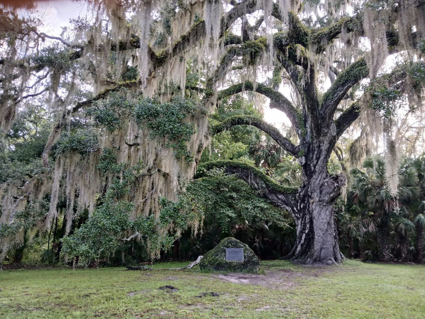 Live Oak Tree 6"-12" Rooted Florida Evergreen Quercus Virginiana Plants