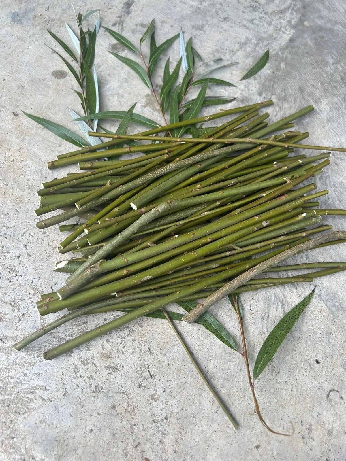 50 Hybrid Willow Tree Cuttings | Fast Growing Willow Variety | Salix spp.