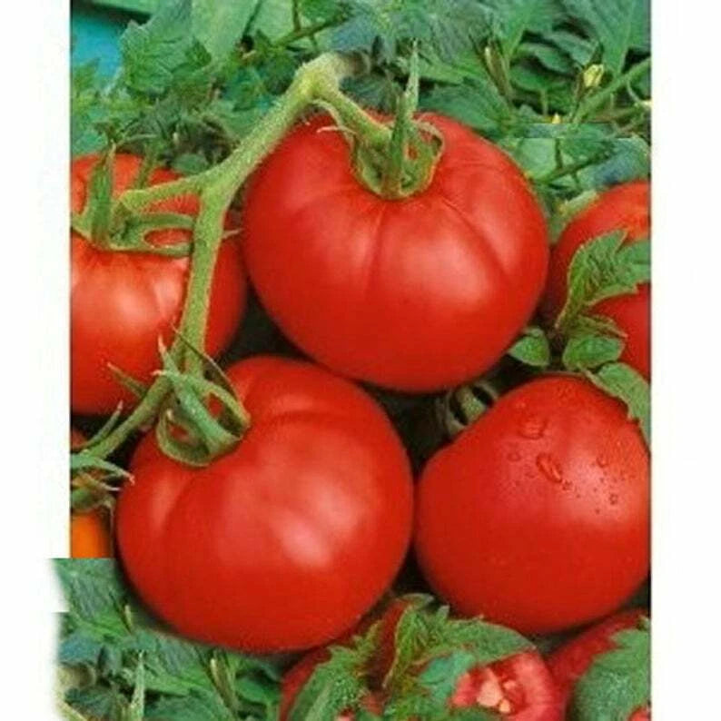 Ace 55 Tomato Seeds - Heirloom, Low Acidity, NON-GMO - Variety Sizes - Solanum lycopersicum - Free Shipping