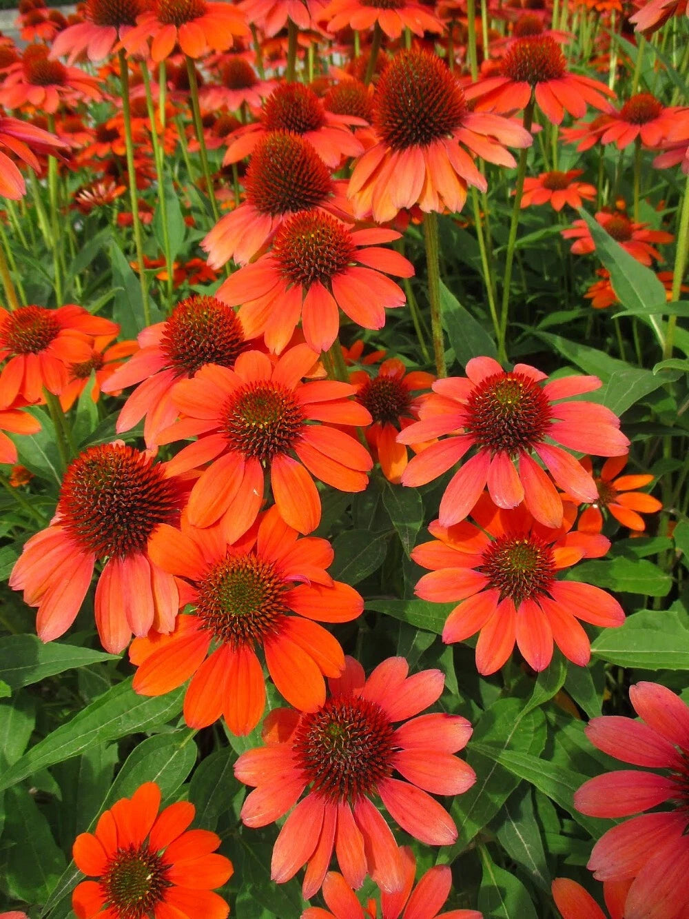 orange echinacea seeds Adobe Orange Coneflower Seeds - 200+ Pack - Echinacea exclaim 'Adobe Orange'  - USA Grown