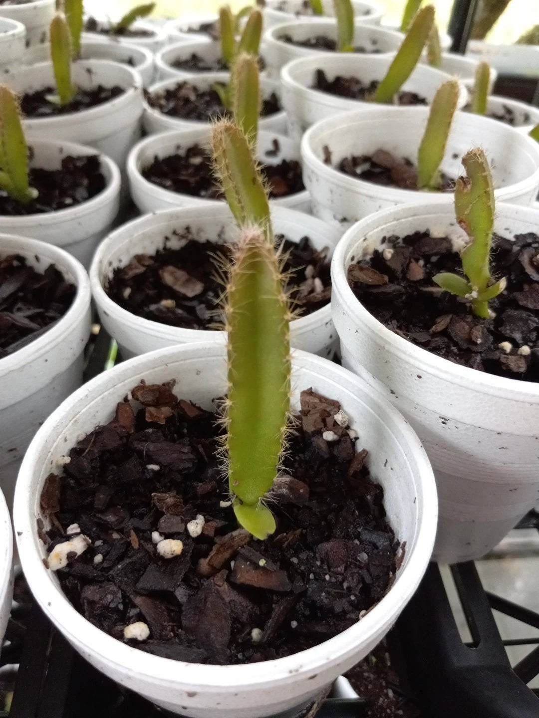 4 Rooted Dragon Fruit Seedlings, Red & Yellow Mix, Hylocereus undatus, Bare Roots, 3"-5" Tall, 2-Year-Old Plants