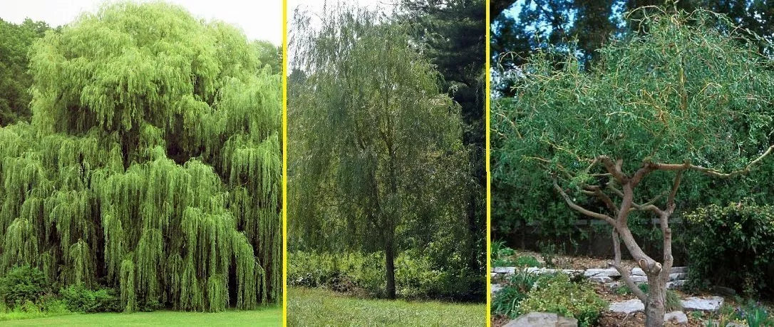 Aussie Willow Tree Bundle - 10 Fast Growing + 4 Weeping Willow Trees - Salix babylonica & Salix spp.