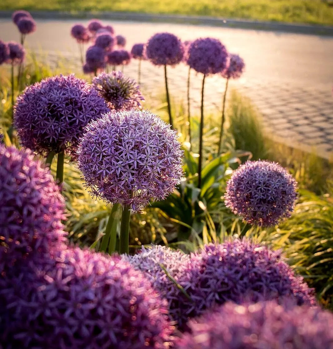 Allium Giganteum Seeds - 100 Count - Large Purple Flowers - Hardy
