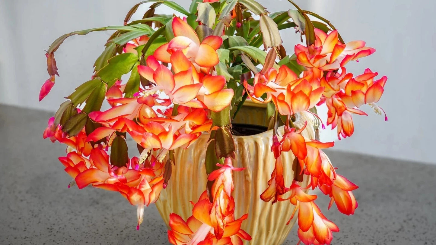 Orange Christmas Cactus Live Plants 3" Pot 5-6" Tall Schlumbergera Holiday Indoor Decor