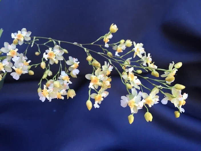 Miniature Orchid Oncidium Twinkle 'Fantasy' 2.5" Pot Plant