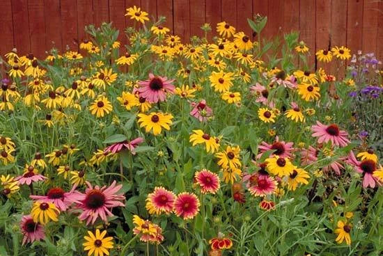 Wildflower Mix Seeds - Partial Shade Variety - Fresh Wildflower Seed Mix for Gardens - Native Flower Seed Blend