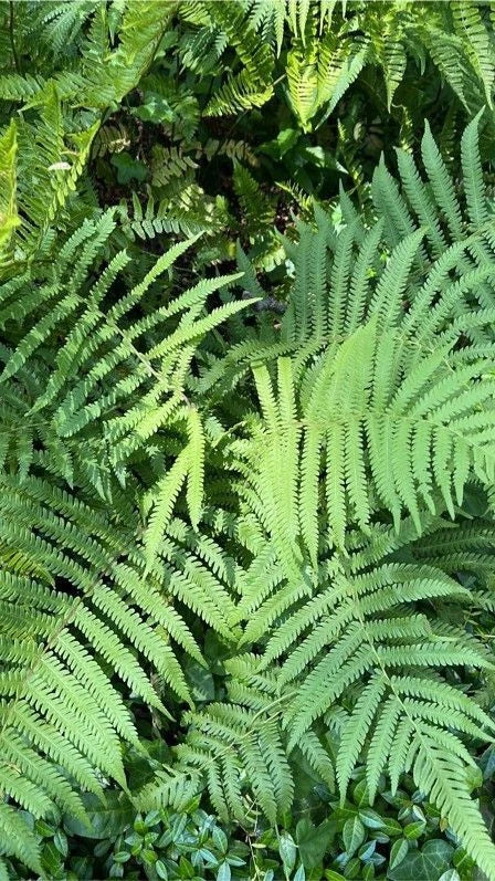 Kunth's Maiden Fern Live Plants - 5 Pack - Thelypteris kunthii - Southern Native Shade Fern