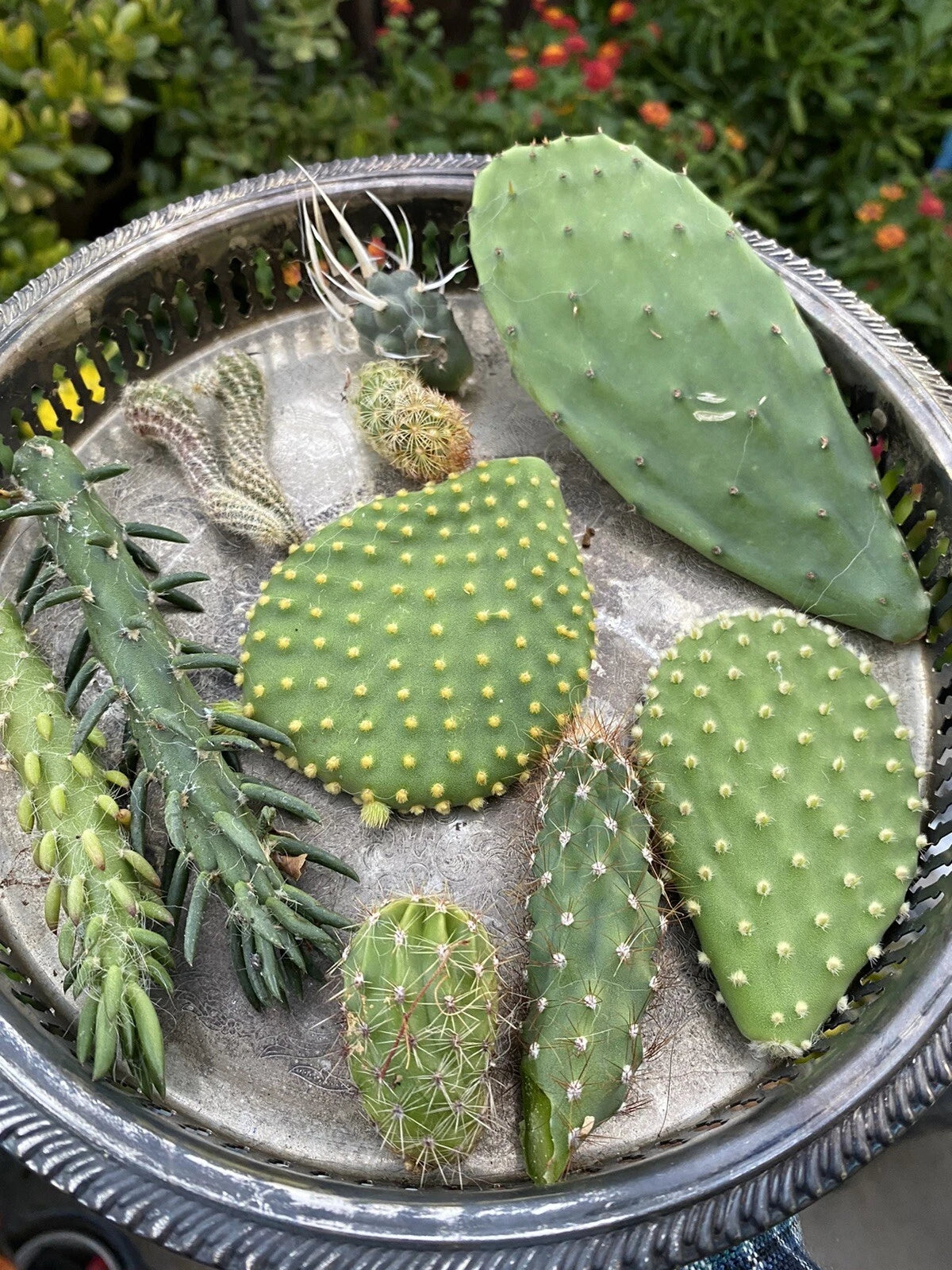 Cactus Cuttings Bundle - Lot of 10 Varieties - Assorted Species for Propagation - Perfect for Gardening and Decor