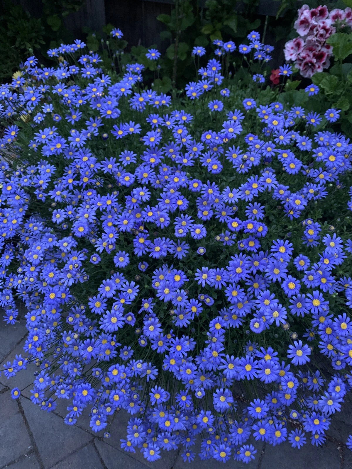Blue Daisies Perennial Plants - 10 Pack, 4 Inch Pots, 8-10 Inches Tall, Bellis perennis