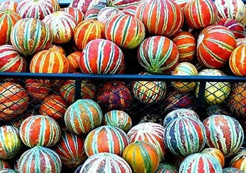 Rare Tiger Melon Seeds - 30 Pack - Exotic Garden Fruit - Cucumis melo var. tigrinus