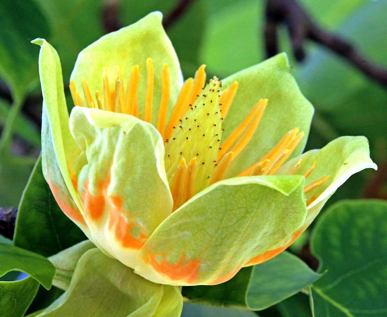20 Tulip Poplar Seeds - Liriodendron tulipifera - Tulip Tree with Big Flowers - USA Grown
