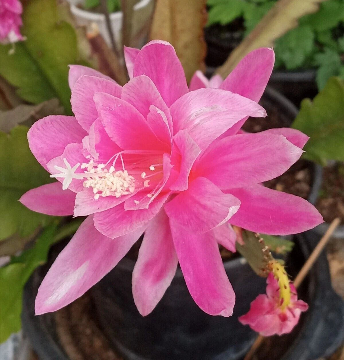 Rare Orchid Cactus Cutting 6