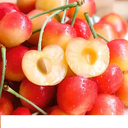 25 Fresh Cherry Tree Seeds - Rainier Sweet Red & Golden Yellow - Prunus avium
