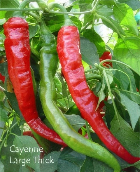 Cayenne Pepper Seeds - 50+ Organic Heirloom Large Red Thick Hot Peppers - Fresh Gardening Seeds
