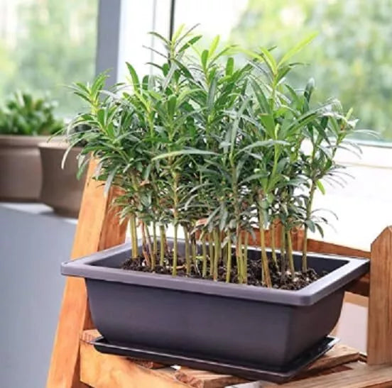 Willow Bonsai Tree Forest Kit - 8 Inch Pot, Tray, Soil, 15 Trees