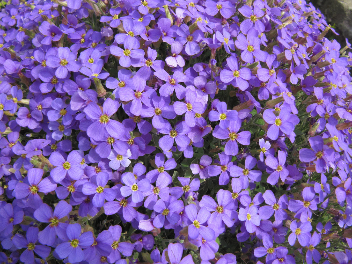 385 Seeds Rockcress Purple Flower Perennial Seeds Arabis spp. - Non-GMO Garden Plants for Easy Growing