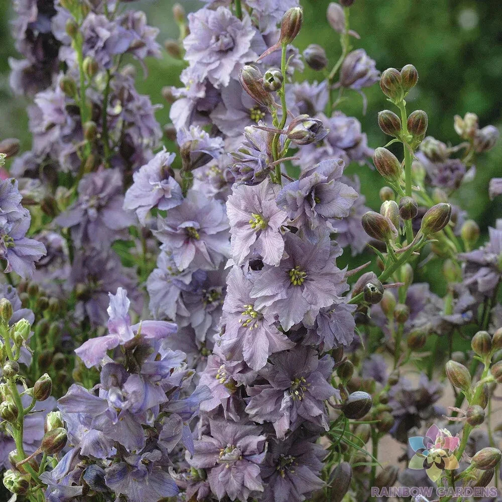Misty Lavender Delphinium Seeds - 200+ Count - Garden Planting - Delphinium elatum - USA Free Shipping