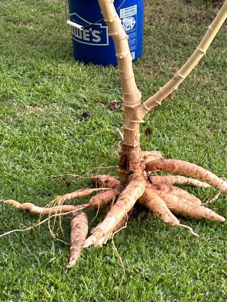 Cassava Cutting - Healthy Rooting Stem - Manihot esculenta