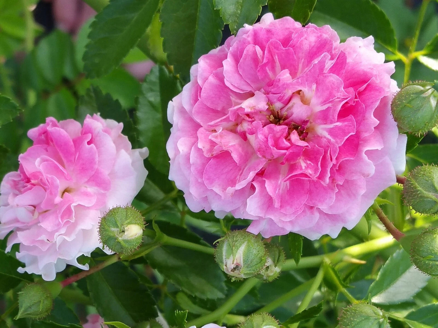 7 Sister Rose Plant Cuttings - 5+ Per Order, Perennial Climbing Rose, Pink Flowers, Rosa spp.