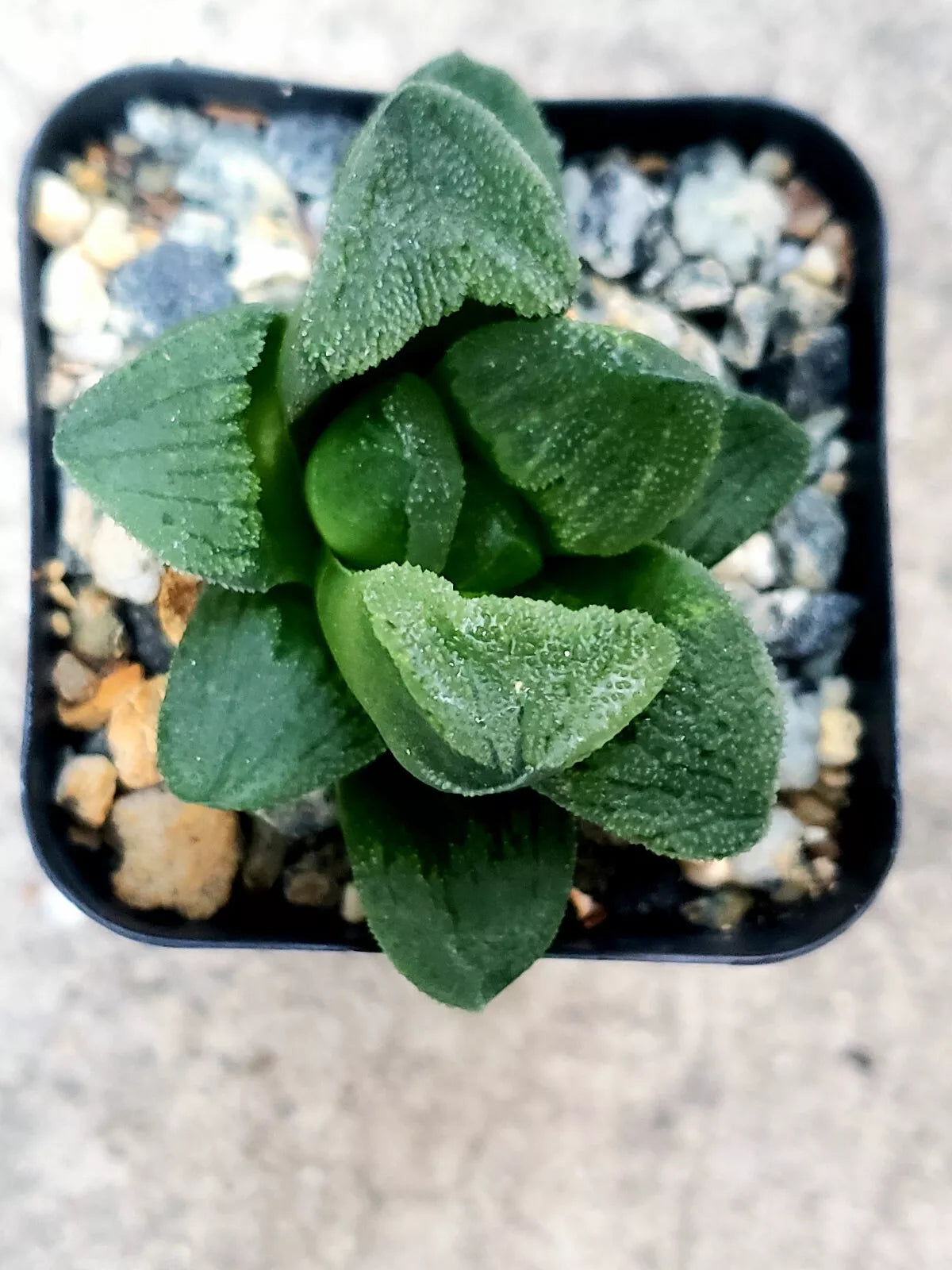 emerald succulent Haworthia Emelyae 'Emerald' - 2" Potted Plant