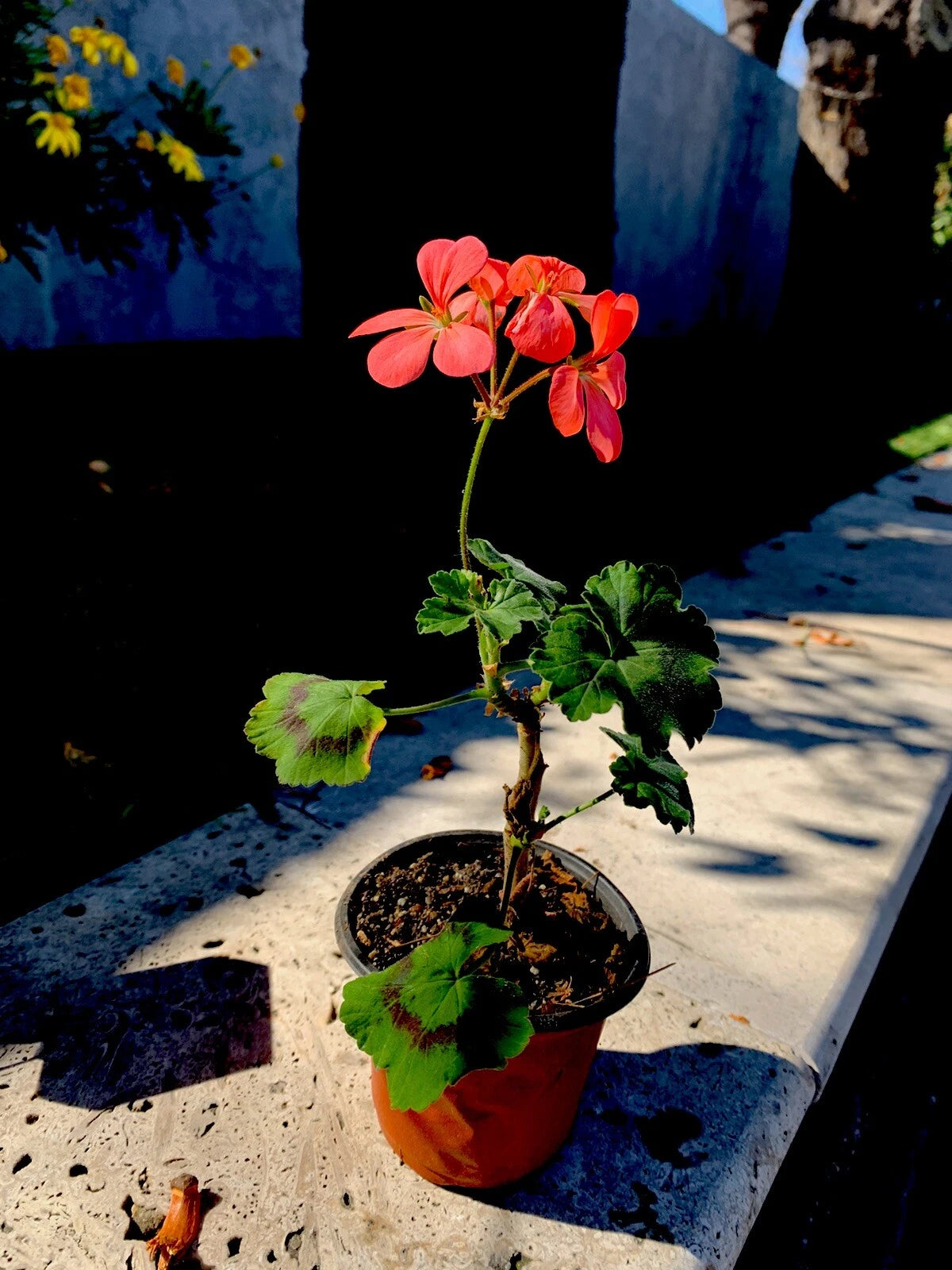 geranium house plant Geranium Live Plant, Salmon Pink, 3 Inch Pot, 6-8 Inches Tall, Pelargo –  Jayme Garden
