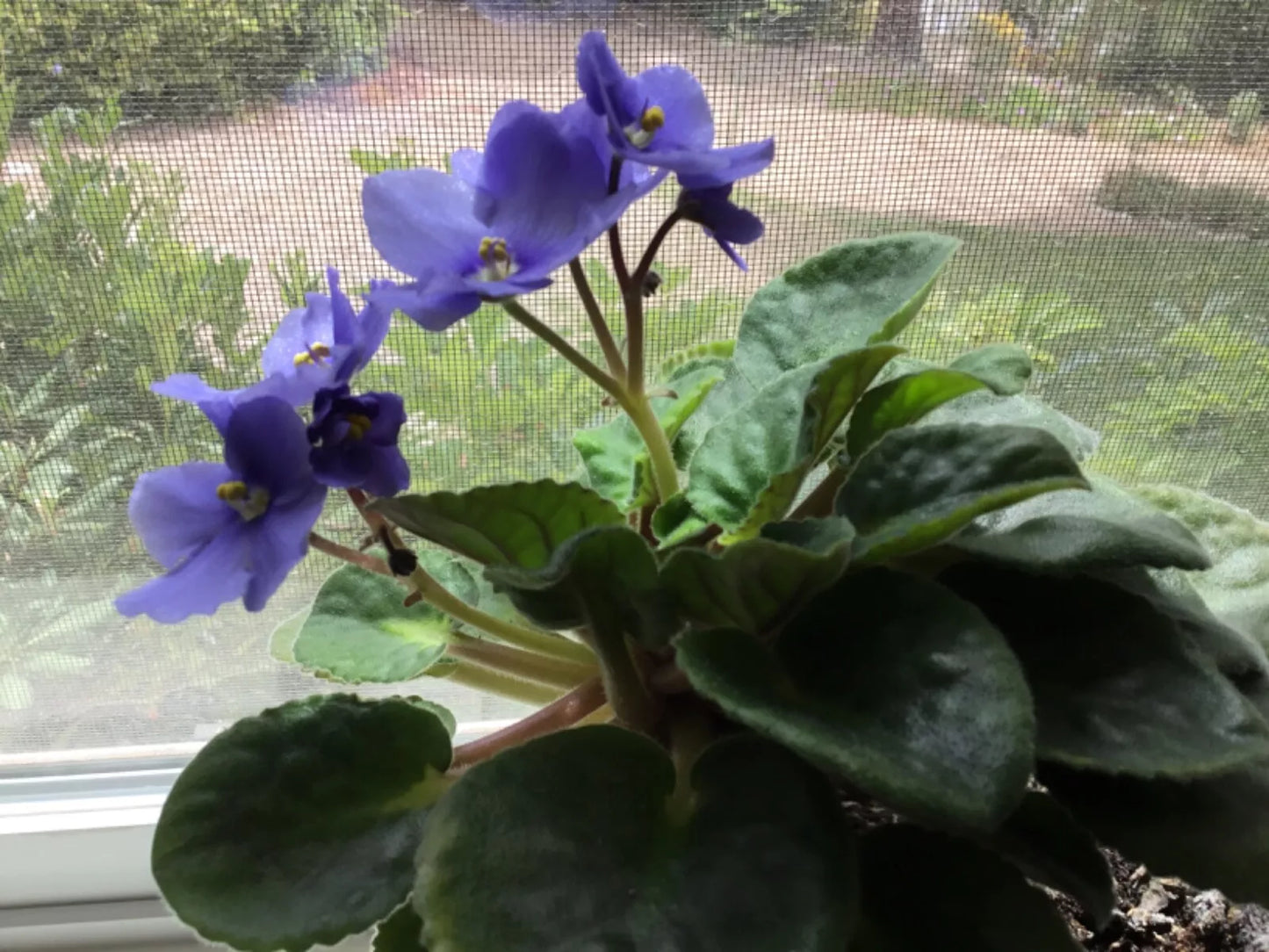 African Violet Cutting 6 Inches Long Stemmed Sport - Saintpaulia ionantha "Elegance" with Rooting Leaves