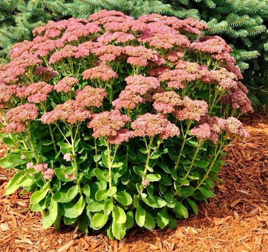 Autumn Sedum Bare Root Plant (1) - Perennial Stonecrop for Garden - Cold & Heat Resistant, Fast-Growing, Clumping Habit