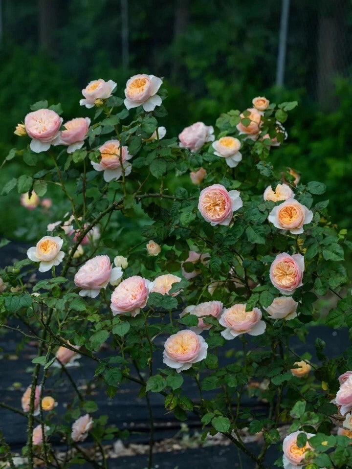 Climbing Rose Plant, Own Root, HanXian (涵仙), Chinese Rose, Live Plant,  Garden Flower, Perennial Variety – Jayme Garden