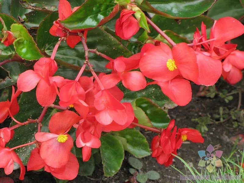 25+ Dragon Wing Begonia Seeds - Indoor/Outdoor Garden Planting - Begonia x hybrida - USA