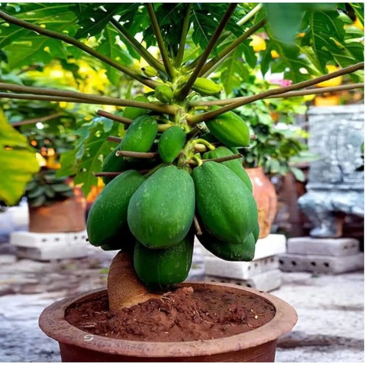 indoor papaya plant Dwarf Papaya Tree Start - Live 12" Well-Rooted Plant - Carica papaya