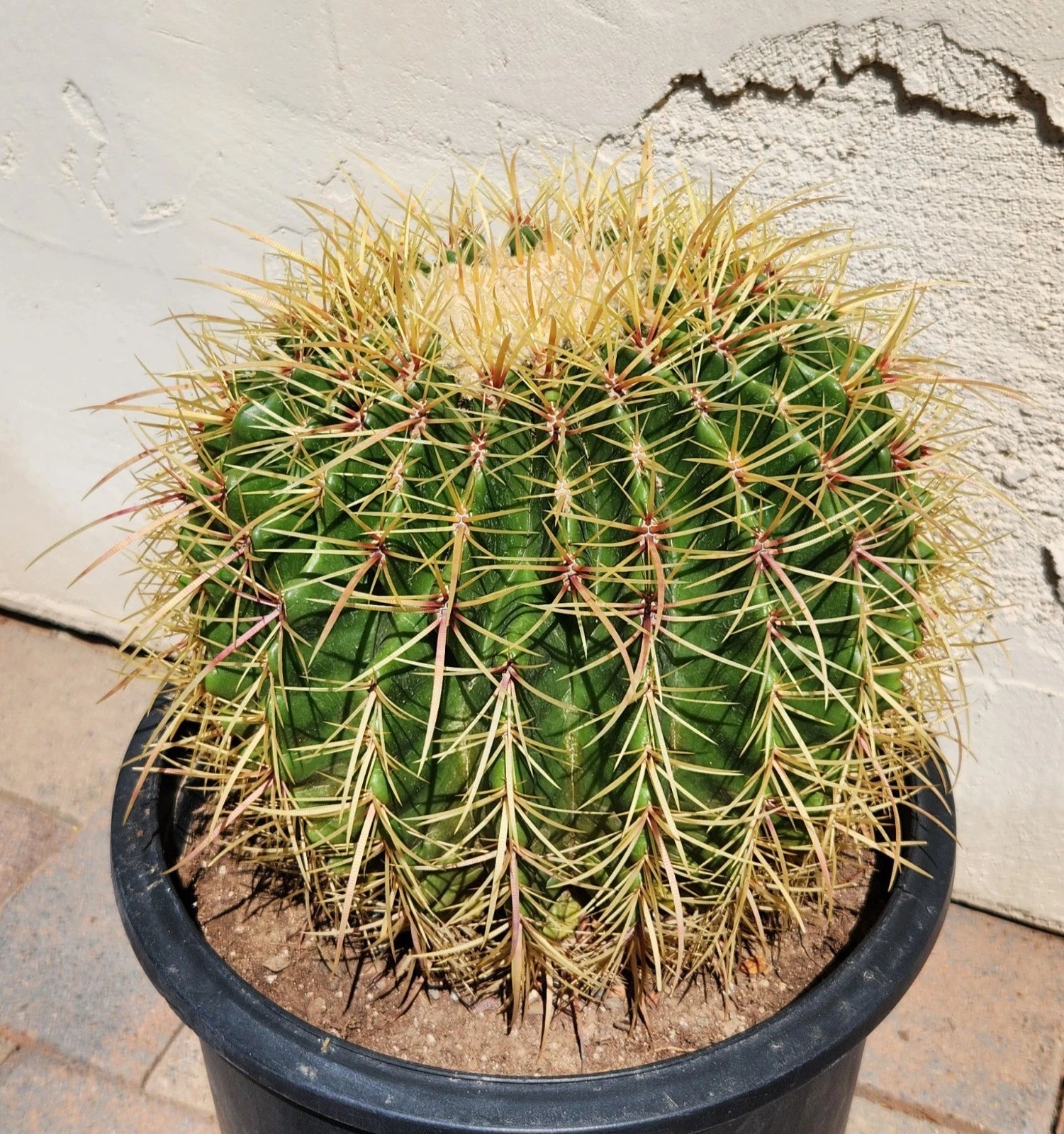 live cactus indoor plant Echinocactus Grusonii x Ferocactus Gracilis Hybrid Barrel Cactus Live Plant