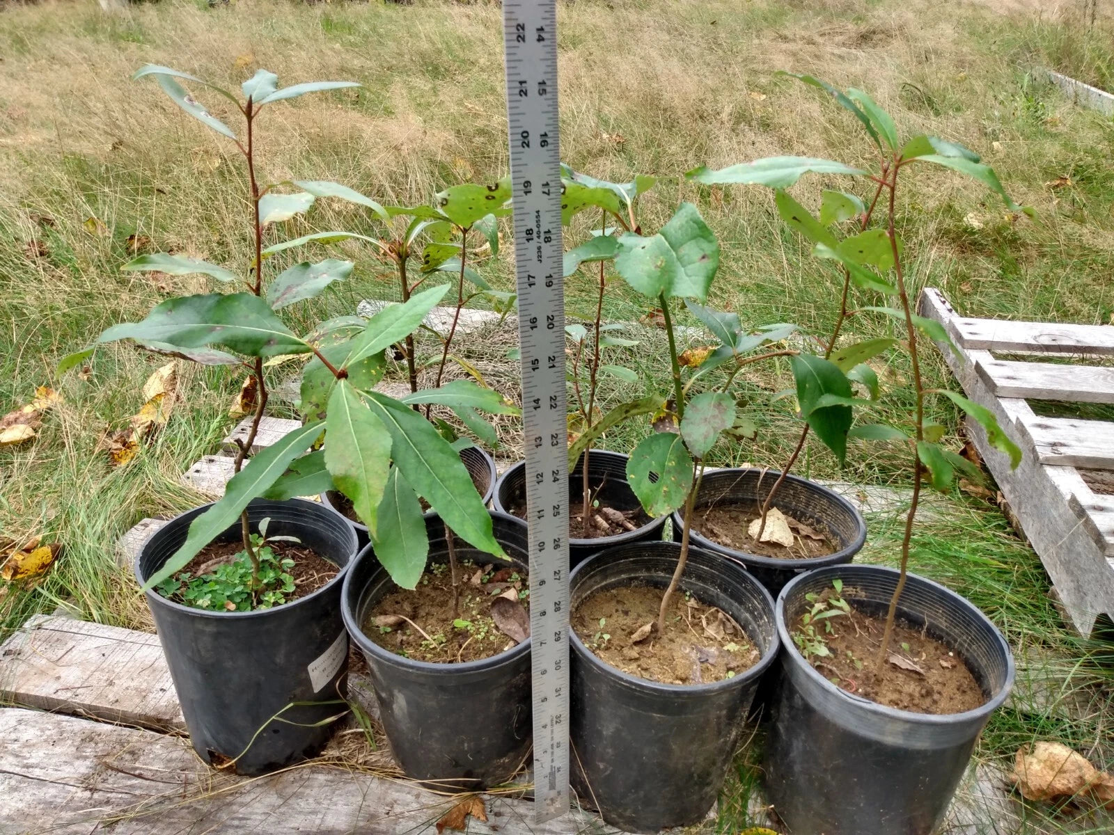 LIVE Black Cottonwood Tree 1-2 Feet Bare Root Fast Growing Bonsai (Populus  trichocarpa)