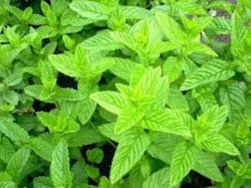 Spearmint Seeds 100 Count Organic Mentha Spicata Medicinal Herb Plant for Tea