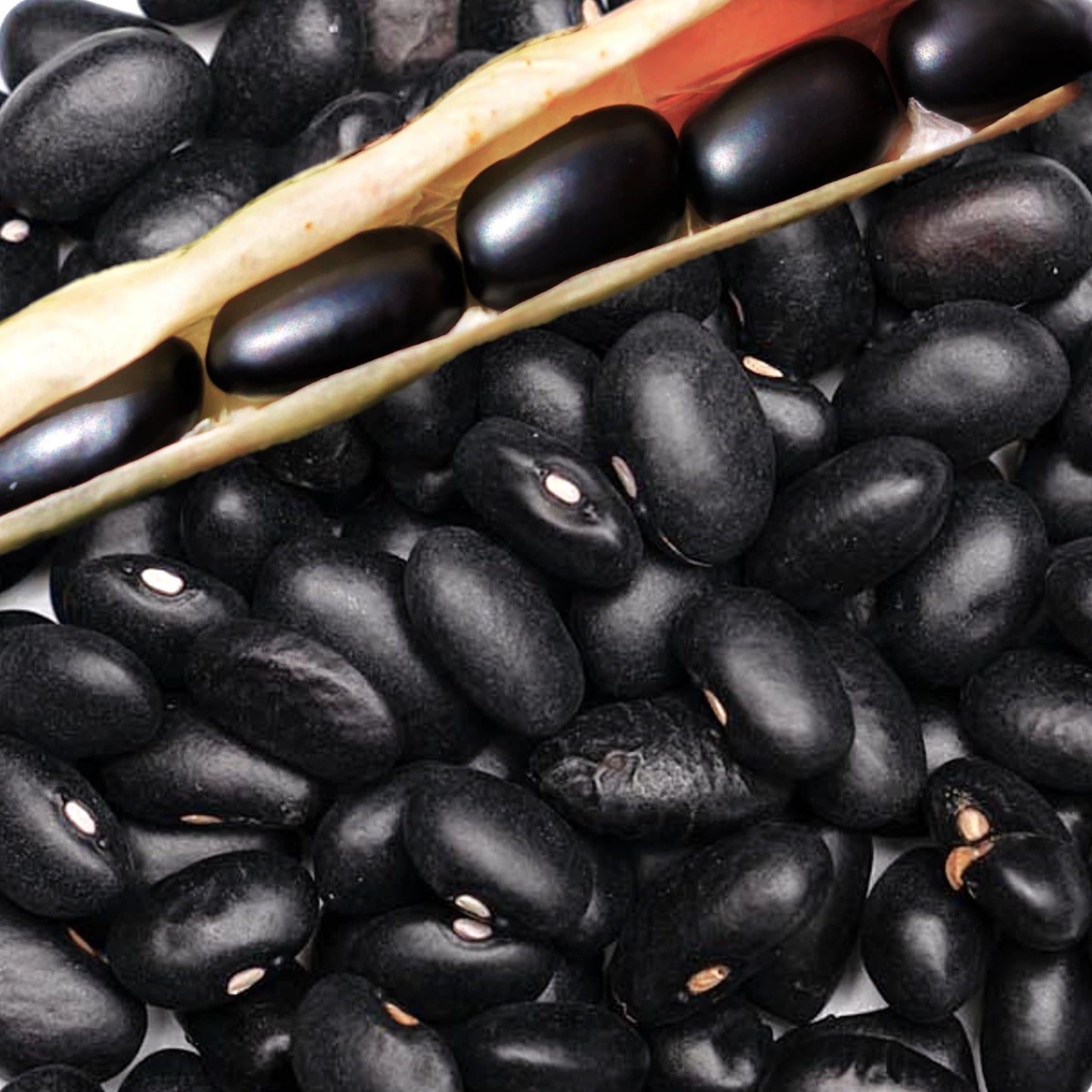 Black Bean Seeds for Planting | Mexican Frijoles Black Turtle Seed | 2025 Variety