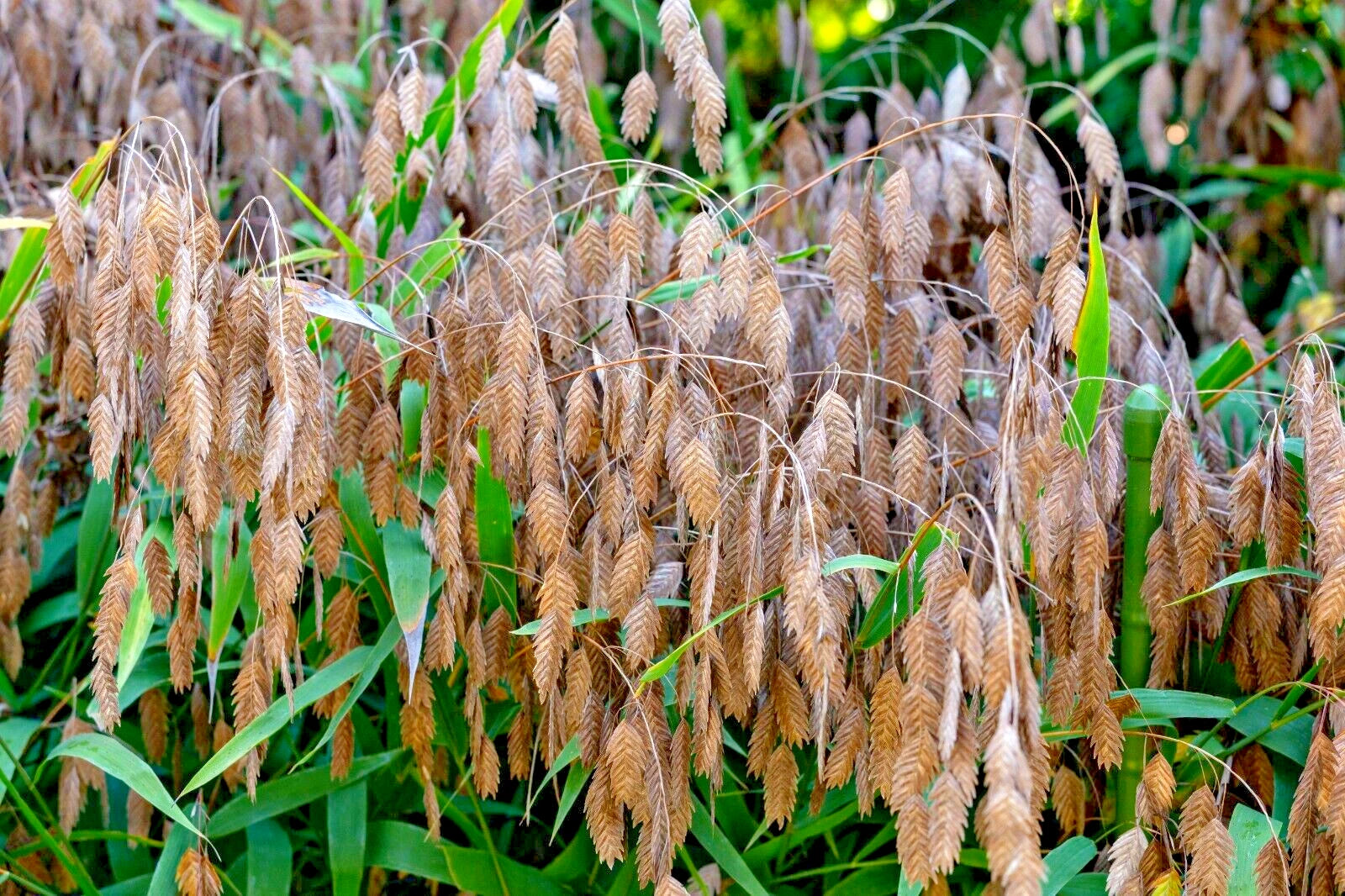 oats plant seed Northern Sea Oats Seeds, 200 Count, Chasmanthium latifolium, River Oat – Jayme Garden