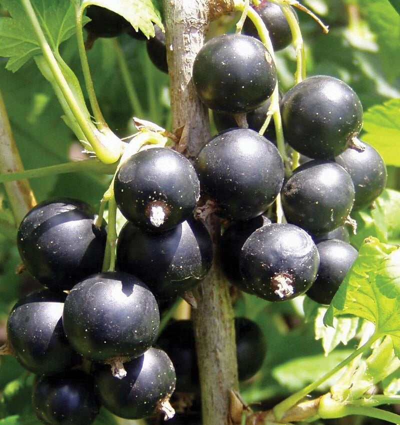 BLACK CONSORT Currant Live Plant 1-2 Years Old Bareroot Ribes nigrum