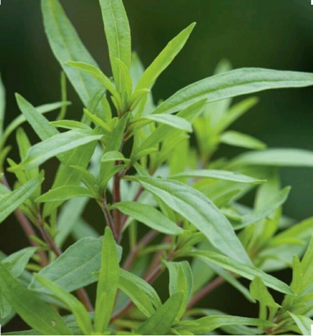 500 Organic Summer Savory Herb Flower Seeds - Non GMO, Open Pollinated - Aromatic Culinary Herb (Satureja hortensis)