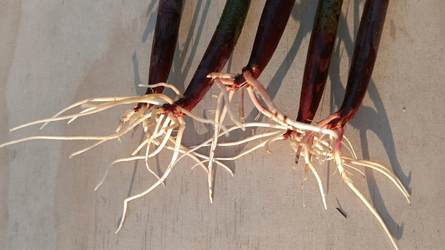 5 Live Red Mangrove Plants – Rhizophora Mangle Propagules/Seeds – Aquarium, Saltwater & Freshwater Tank Filter Plants