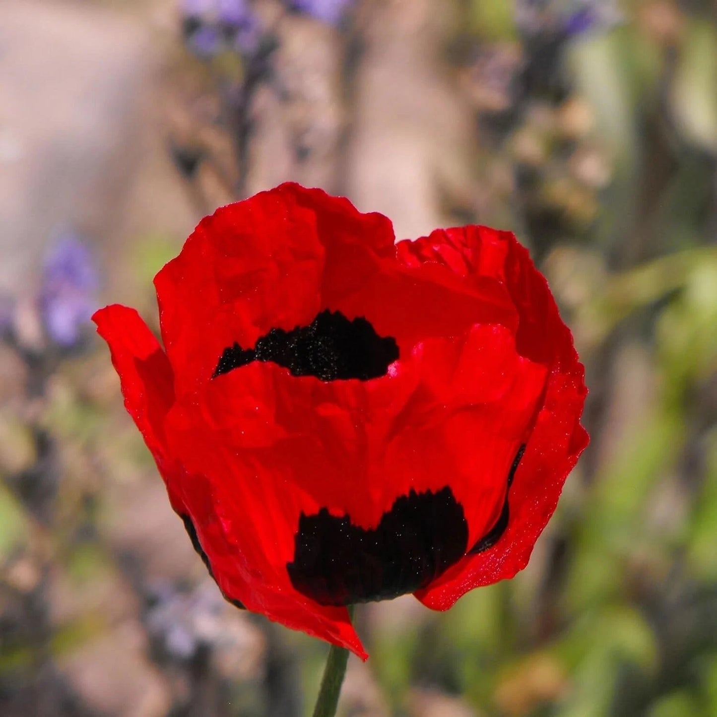 Poppy Flower Seeds, 50 Count, Turkish Tulip Variety, Papaver rhoeas