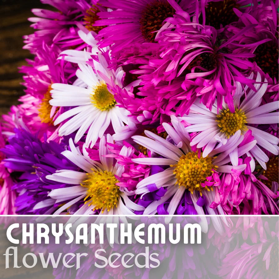 easter flower seeds Easter Mix Mum Chrysanthemum Seeds - 200+ Annual Flower Seeds