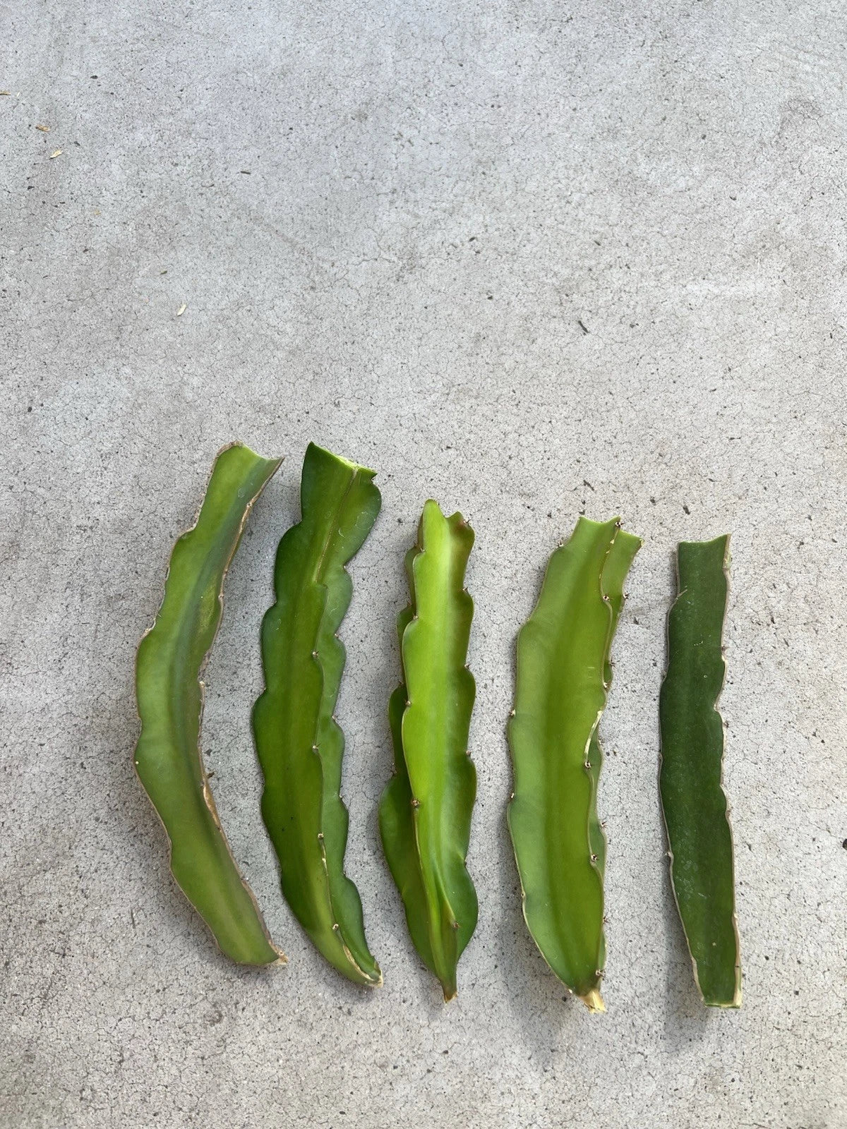 5 Pcs Dragon Fruit Cuttings 8” White Pitaya Cactus Ready to Plant (No Root) - Hylocereus undatus